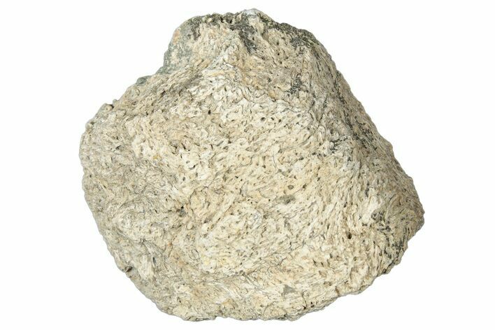 Dinosaur (Triceratops) Frill Shield Section - Montana #323835